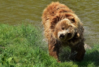 european-brown-bear-3337404_640